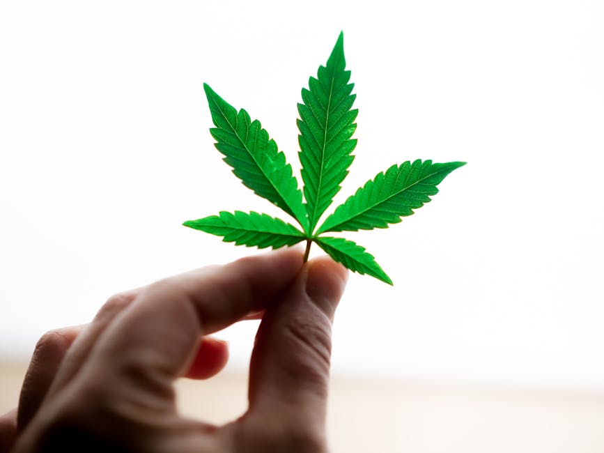 Close-Up Photo of Person Holding Cannabis